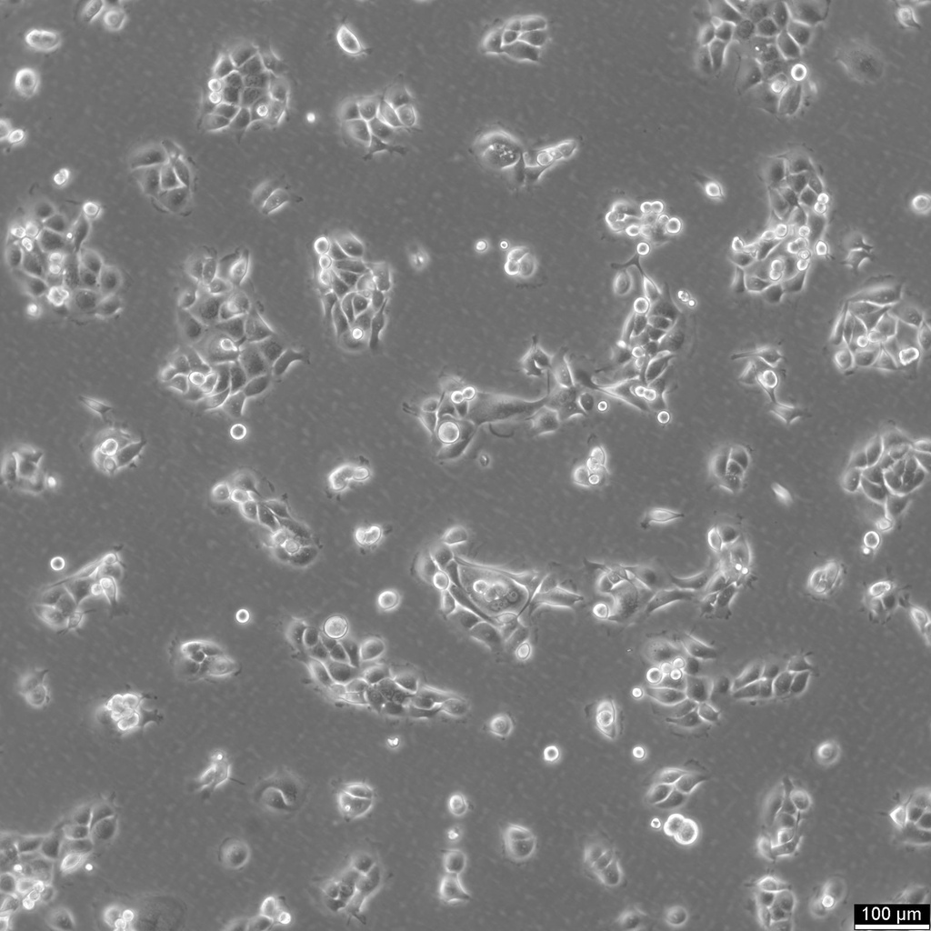NCM460 Cells